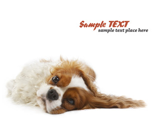 cavalier king charles spaniel