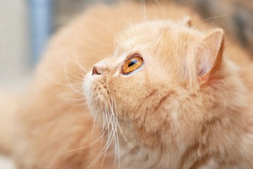Close up persian cat