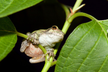 Cope's Gray Tree frog