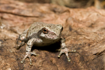 Fototapeta premium Cope's Gray Tree frog