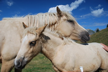 Obraz premium Cavalli