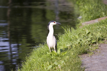 Black-crowned Night-Heron