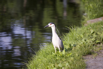 Black-crowned Night-Heron