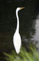 Great egret