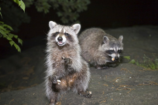 Raccoons in Central Park