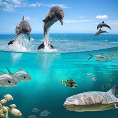 Keuken foto achterwand Dolfijn AQUA LIFE