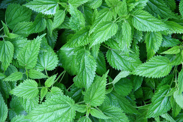 green nettle leaves