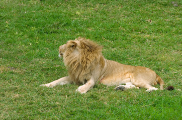 Naklejka premium Lion