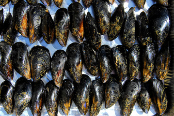 cozze