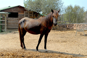 cavallo
