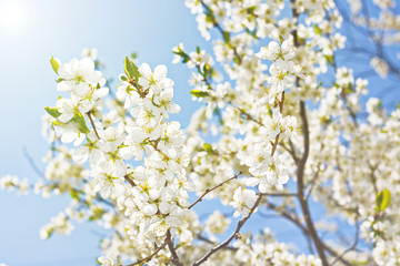 Obraz premium Spring flowers blossom and sun