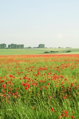 Beautiful field
