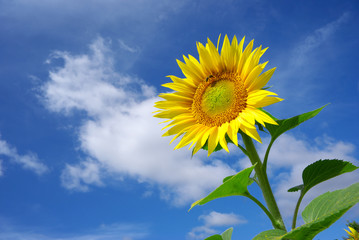 Obraz premium Sunflower on sky background