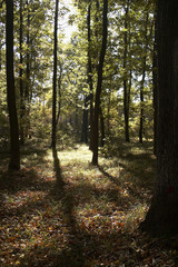 Herbstwald 2