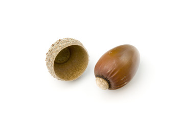 Acorn isolated on white background