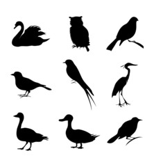 Bird