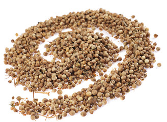 Coriander spice
