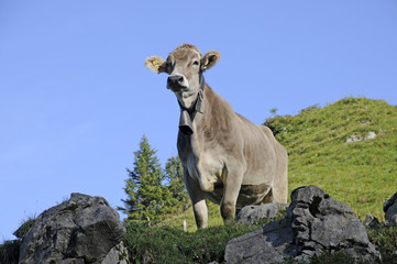Kuh im Gebirge