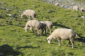 Obraz na płótnie Canvas Schafe im Gebirge
