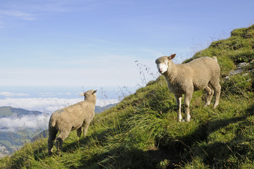 Obraz premium Schafe im Gebirge