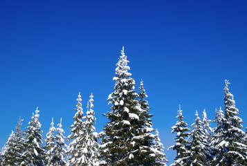 Fototapeta premium Winter fir wood
