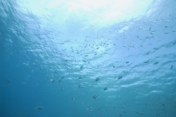 ocean and fish