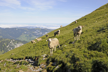 Fototapeta na wymiar Schafe im Gebirge