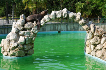 Fototapeta na wymiar Seal on the arch in the zoo park
