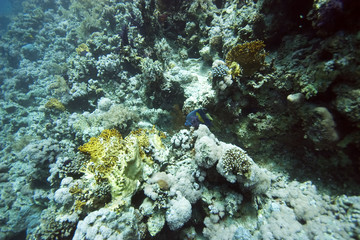 Naklejka na ściany i meble coral and fish