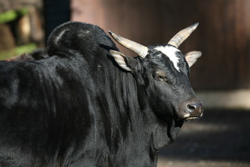 Zebu-Bulle