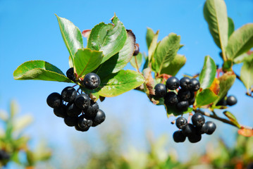 aronia-black chokeberry