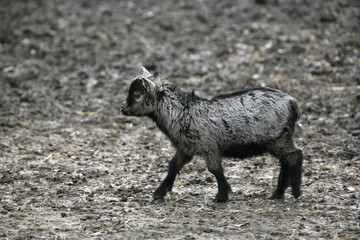 Schwarze Ziege
