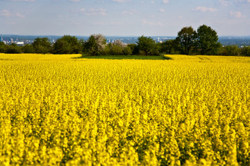 Blick über blühende Rapsfelder in der Sonne