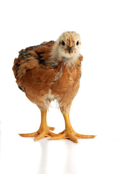 Gallina