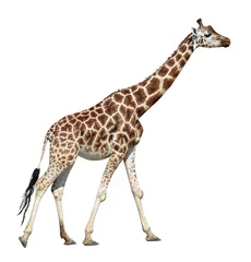 Rolgordijnen Giraf Giraf in beweging