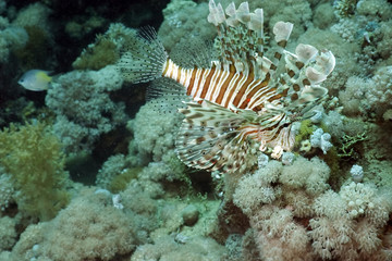 coral and lionfish