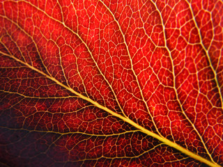 Fototapeta na wymiar czerwony jesień