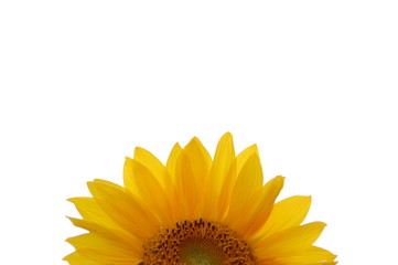 Obraz premium girasole