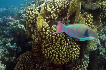 parrotfish