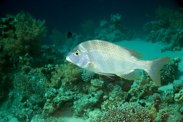 Fototapeta na wymiar coral and emperorfish
