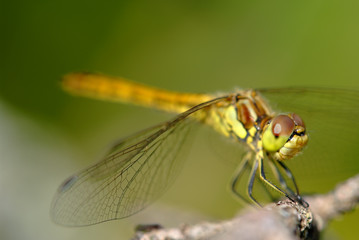 dragonfly macro shot in summer time