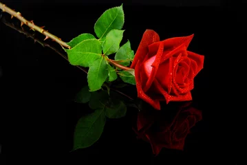 Crédence de cuisine en verre imprimé Roses Red rose