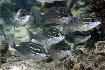 arabian spinecheek