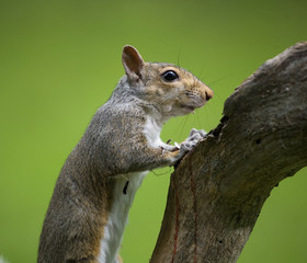 looking squirrel