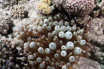 bubble anemone