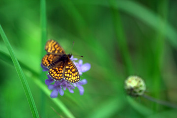farfalla sul fiore tra l'erba