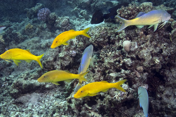Fototapeta na wymiar goatfish
