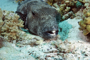 pufferfish © stephan kerkhofs