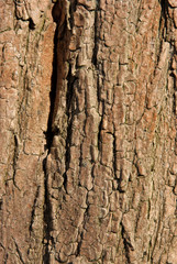 corteccia