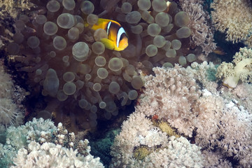 Fototapeta na wymiar bubble anemone